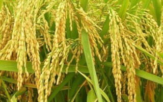 沈稻523水稻种子介绍,中抗稻瘟病