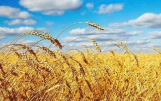 粮食农作物可以分为哪三类,谷类、豆类和薯类作物三大类