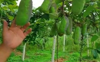 种植八月瓜每亩所需的成本和利润,成本为200-500元左右/亩