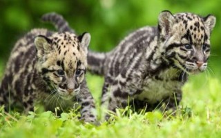 猫科动物有哪些种类,可分为猎豹亚科、豹亚科、猫亚科