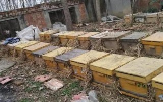 合并蜂群成功率最高的方法，间接合并的成功率最高