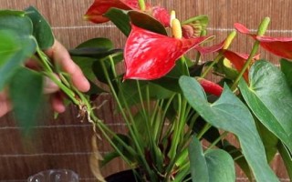 红掌的浇水方法，应在温暖的天气中进行