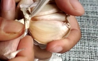 大蒜种植技术，播种前将蒜头放在阳光下晾晒2-3天