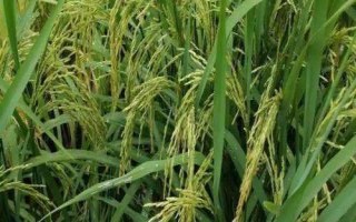 鑫丰优粤农丝苗水稻种子简介，秧田播种量每亩12.5千克