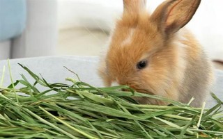 兔子怎么养殖，要不定期的给兔舍进行消毒