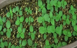 大岩桐小苗的施肥方法，发芽后每隔十天追肥一次