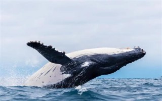 鲸鱼在爱情里象征着什么，象征着勇往直前