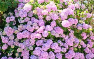 冬季绣球花如何养护，室内盆栽以稍干燥为好