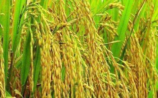 乾两优馥香占水稻种子特征特性,每亩有效穗数15.7万穗