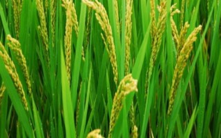 常农粳151水稻种子特征特性,每亩有效穗数20.7万穗