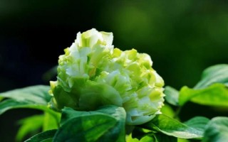 绿牡丹的简介，属于名贵的牡丹品种