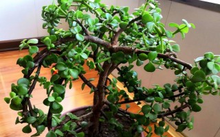 摆放金枝玉叶的禁忌，不能放在水气或阴气过重、容易受到暴晒的环境中