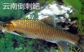 军鱼好不好吃，肉质细嫩鲜美深受消费者欢迎