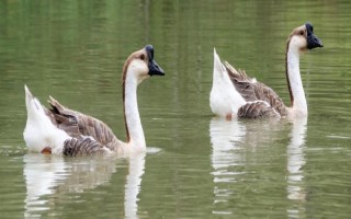 豁眼鹅的特点，其额前有肉质瘤
