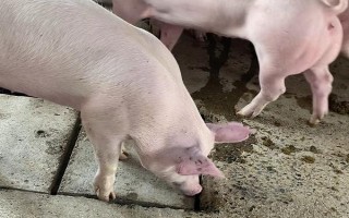 育肥母猪吃什么药可以绝育，可选择双乙酰氨基酚、威灵仙等