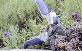 薰衣草怎么种植,浸种催芽后再播种