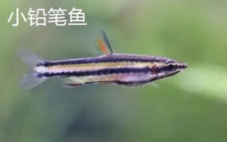 大铅笔鱼和小铅笔鱼能一起养吗,对环境要求不同尽量不要一起养