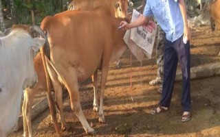 口蹄疫疫苗的注射量，会受到注射对象的影响