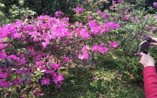 花中西施是什么花，是指的杜鹃花