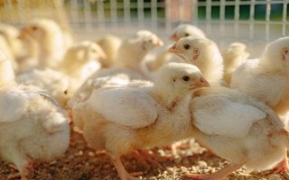 小鸡怎么养成活率高,确保室温在34℃-35℃左右