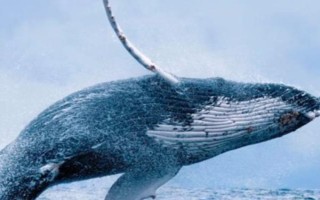 鲸鱼怎么受孕，到了繁殖期会自行择偶交配