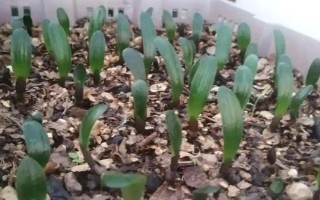 如何判断君子兰是否缺肥，缺磷时会出现花色暗淡、开花不良等情况