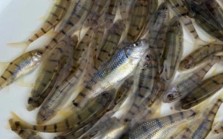 淡水石斑鱼的养殖技术，放养密度根据水流速而决定