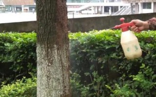 如何防治黄粉虫,可刮树皮或使用药剂