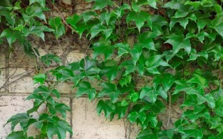 爬山虎冬天会不会冻死，通常不会冻死