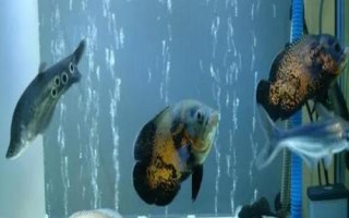 饲养地图鱼的要点,夏季每隔2-4天要换一次水