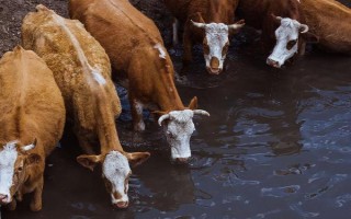 正常情况下母牛一天的饮水量，会受到各个条件的影响