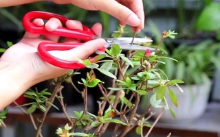 日本杜鹃花怎么养，喜欢冷凉的气候环境