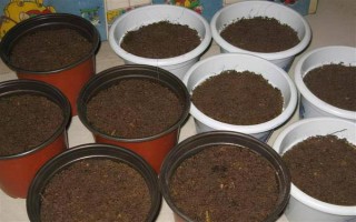 天门冬的盆栽养殖方法，最好置于半阴的环境中养护