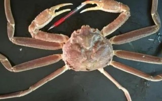 长脚蟹的产地，主产于寒冷海域