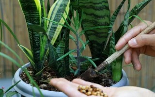 虎耳兰的种植方法，生长期间让土壤保持湿润