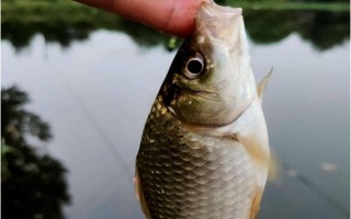 鲫鱼产卵多久结束，一般为3天左右