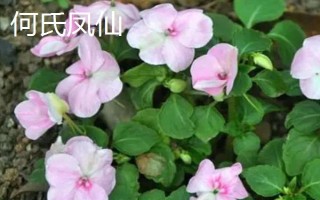 凤仙花能否养在室内，在室内养殖容易危害人体