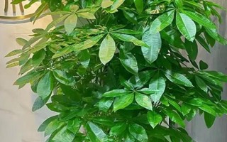 发财树为什么会落叶，过度浇水、缺光、缺肥等因素均会造成