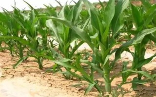 滑玉127玉米种子特点，中等肥力以上地块栽培