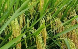 B两优028水稻种子特点,秧田亩播种量5千克