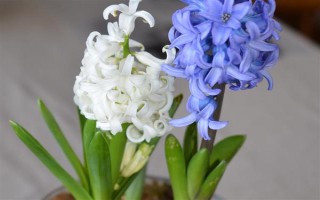 哪些花卉适合夏季种植，包含飘香藤、三角梅等品种