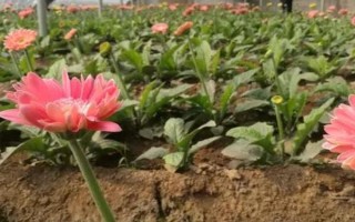 扶郎花怎么种植,播种后要养在通风阴凉处