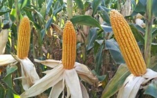 中泰932玉米种子介绍,中等肥力以上地块栽培
