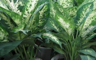 万年青的繁殖方法，可分株、扦插或者播种繁殖