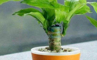 怎么养巴西木树桩，可土养也可水养