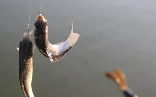 用七星漂进行传统钓怎么调漂，修剪铅皮可让漂豆的位置发生变化