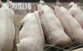 瘦肉型猪和肥肉型猪的区别,瘦肉型猪的身体呈流线型