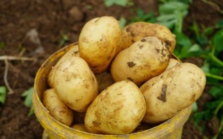 薯类的作物，包括甘薯、马铃薯、山药等