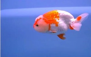 金鱼的品种有哪些,分为草种、文种、龙种、蛋种四个大类