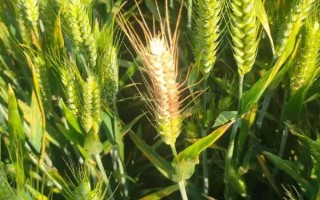 小麦什么时候成熟，不同地区的成熟时间不同